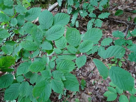 Corylus Cornuta Bird Gardens