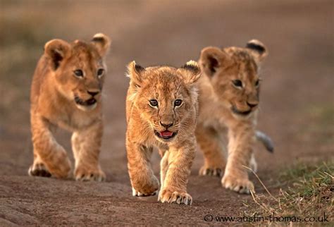 The Leader Of The Pack 500px Animals African Animals Animals Wild