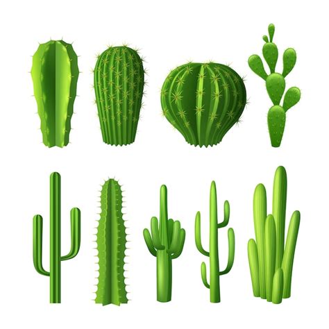 Different Types Of Cactus Plants Realistic Decorative Icons Set Free