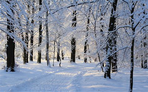 Snowy Winter Trees Hd Wallpaper Background Image 2880x1800