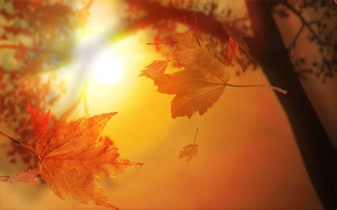 Autumn Leaves Bing 10 Free Hq Online Puzzle Games On