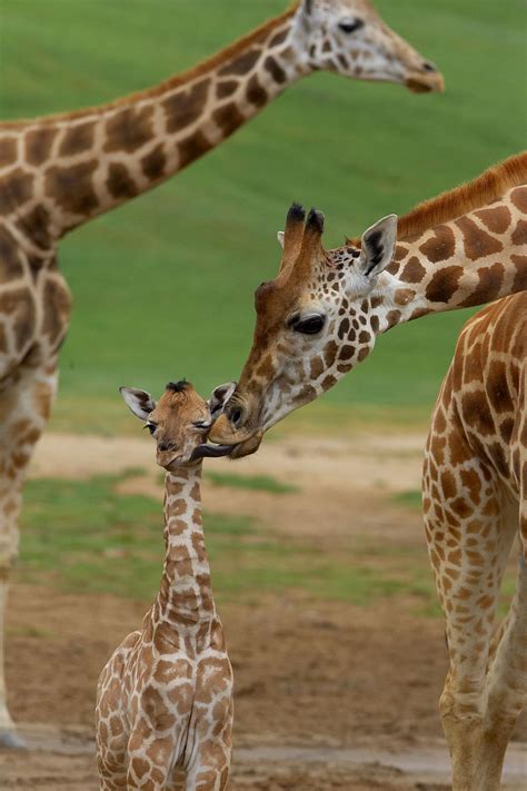 Cut out the shape and use it for coloring, crafts, stencils, and more. April the Giraffe Gives Birth-6 Facts You May Not Know ...