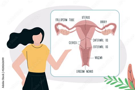 woman show structure of female genital organs anatomy of vagina uterus ovaries sex education