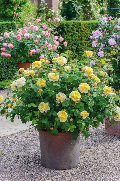 Pin By Elle Chan On Roses Plants Rose Garden Design Flower Pots