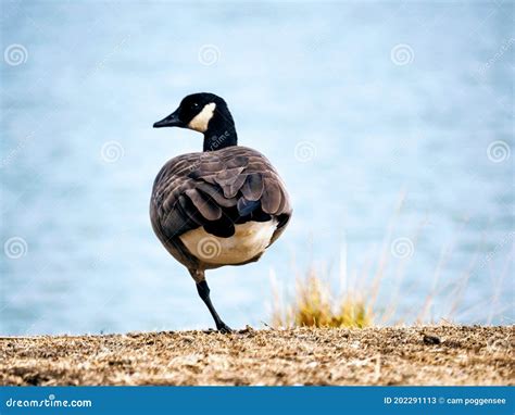 Canada Goose Standing On One Leg In Front Of A Lake Stock Image Image