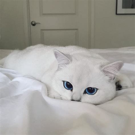 This Cat Has The Most Beautiful Eyes Ever Awesome Picz
