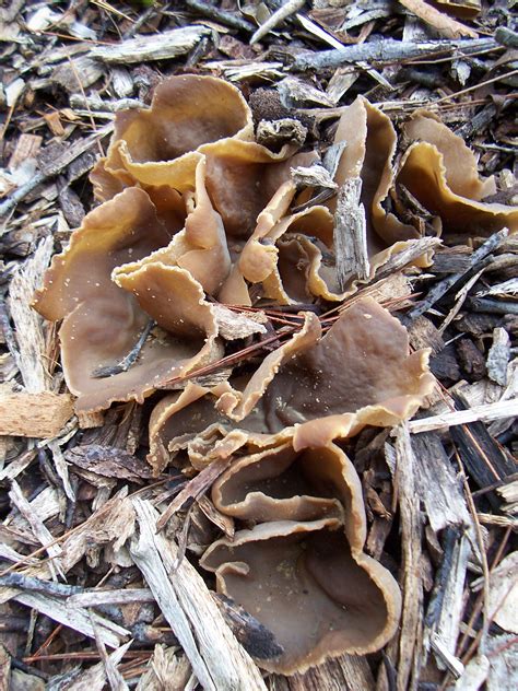 Unexpected Edible Mushrooms From The Wood Chip Pile General Gardening