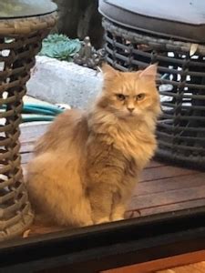 Use the search tool below and browse adoptable the exact origins of the siberian are a mystery, but it is thought that russians who were exiled to siberia brought these cats with them, and. Cats for Adoption - Siberian Cats