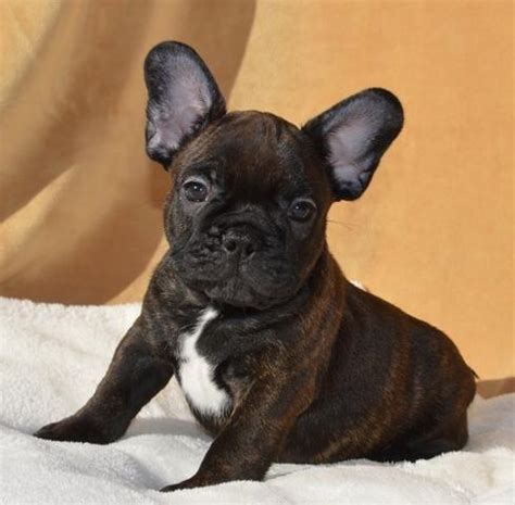 A french bulldog earned her doggie treats by chasing two bears from her california home. French Bulldog Puppies for Adoption for Sale in Sacramento ...