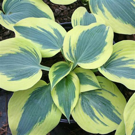 Hosta First Frost Plantain Lily From Sandys Plants