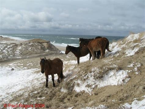 Sable Island Nova Scotia Sable Island Horses Island