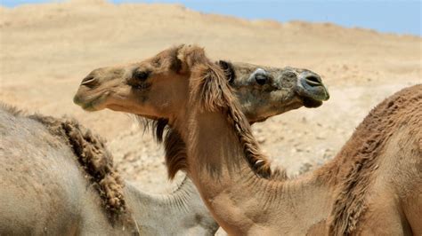 Un Collar Para Camellos Evita Choques En El Desierto Israel21c
