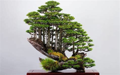 All About Bonsai Forests Bonsai Tree Gardener