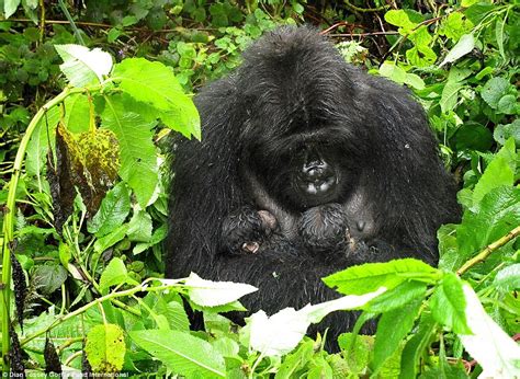 Gorilla In Rwanda Becomes The Third To Give Birth To Twins In 50 Years