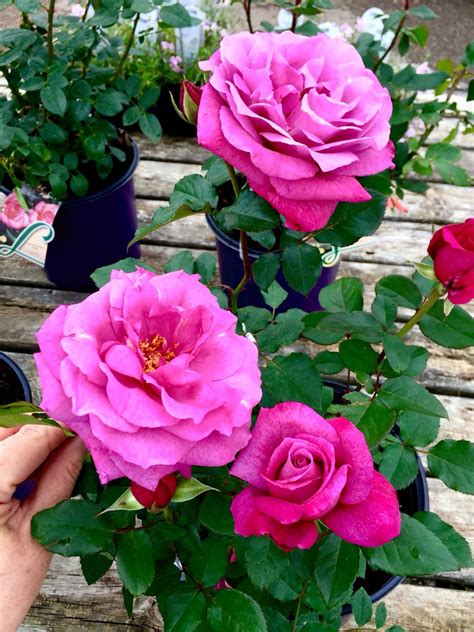 This Floribunda Rose Called Heirloom Has A Scent As Sumptuous As