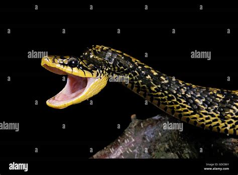 Snake Open Mouth Hi Res Stock Photography And Images Alamy