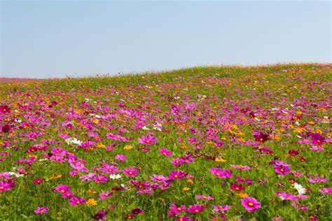 Cosmos Flower Field Flower Field In Summer Stock Image Image Of