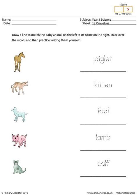 Animal Names Worksheet Baby Animals Baby Animal Names Childrens