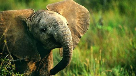 Baby Elephant Wallpaper 66 Images