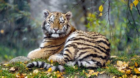 Cập nhật 91 về hình nền đẹp con hổ hay nhất coedo com vn
