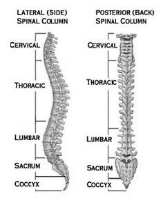 A backbone network or network backbone is a part of computer network infrastructure that interconnects various pieces of network, providing a path for the exchange of information between different lans or subnetworks. Post-Traumatic Kyphosis: An Overview