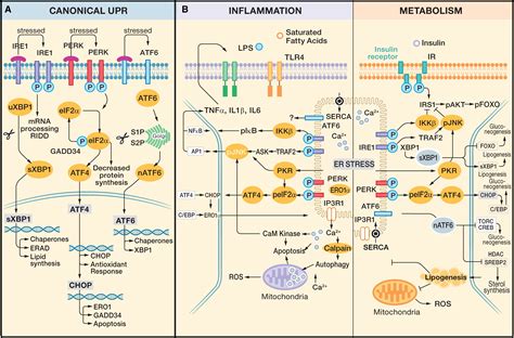The Role Of Endoplasmic Reticulum In Hepatic Lipid Homeostasis And