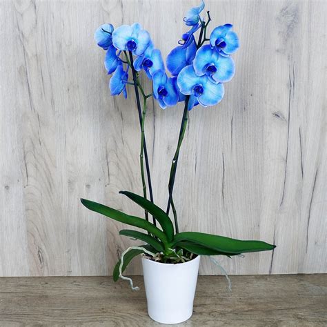 Ορχιδέα Blue Phalaenopsis