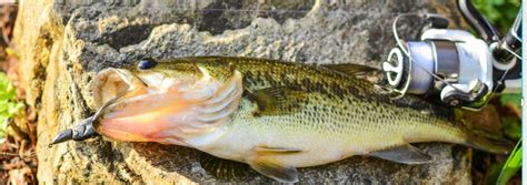 5 Best Lures For Smallmouth Bass In 2024