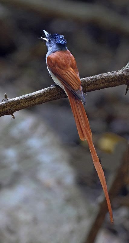 Asian Paradise Flycatcher Terpsiphone Paradisi 寿带鸟 Bird Species
