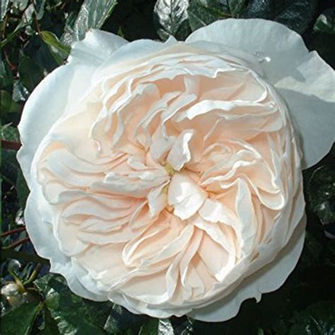 Macmillan Nurse Shrub Rose Quality Roses Direct From Grower Shrub