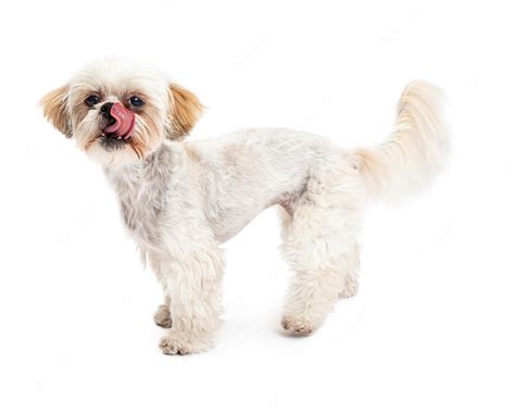 Premium Photo Maltese And Poodle Mix Dog Licking Lips