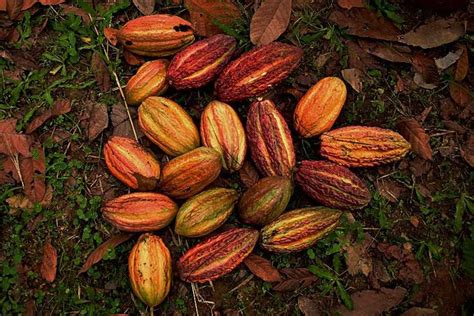 Cacao Variedad Modelo Araucano Premium Croper