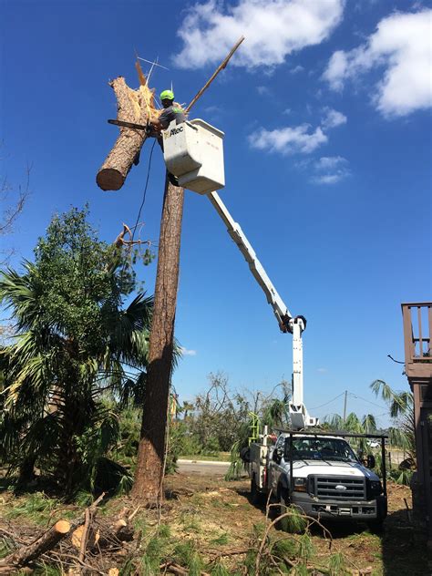 How to request a tree removal. Request Quote - Proper Cut Tree Care - Tree Trimming, Tree ...