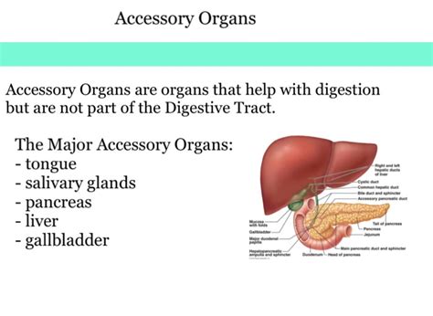 Digestive System Accessory Organs Diagram