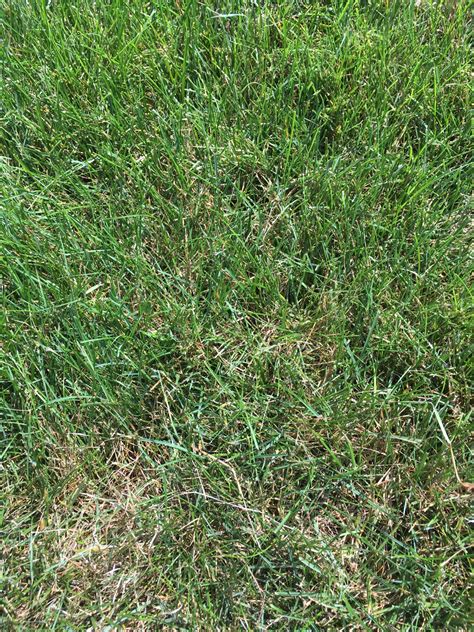 Dead Grass Blades In Green Lawn Lawnsite™ Is The Largest And Most