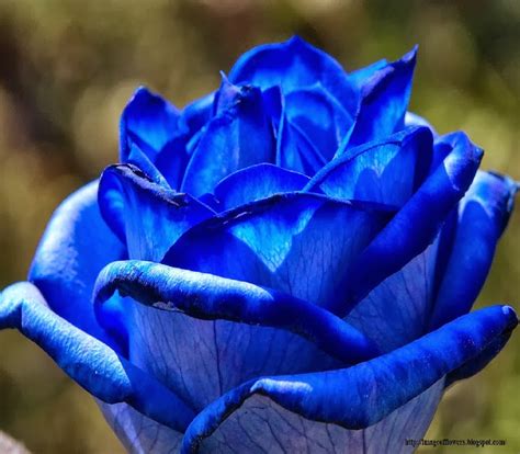 We did not find results for: Beautiful Flowers Picture | Download Free Flowers Photos ...