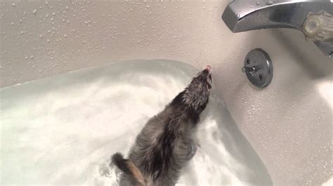 Ferret Bath Youtube