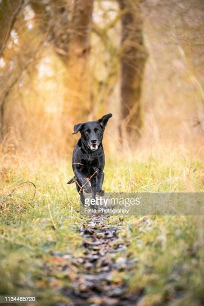 Dog Running At Camera Photos And Premium High Res Pictures Getty Images