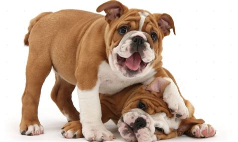 Browse through our library of cute and cuddly bulldogs. 25 Beautiful Bulldog Puppies That Will Melt Your Heart - Inside Dogs World