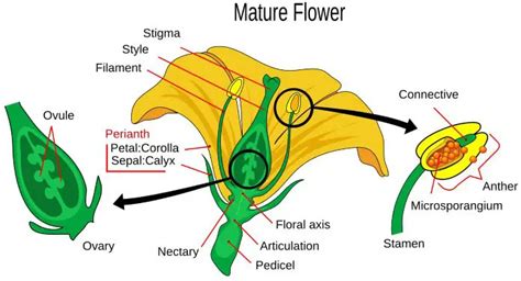 The Male And Female Reproductive Parts Of A Flower