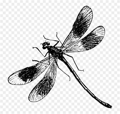 Black And White Dragonfly Clipart