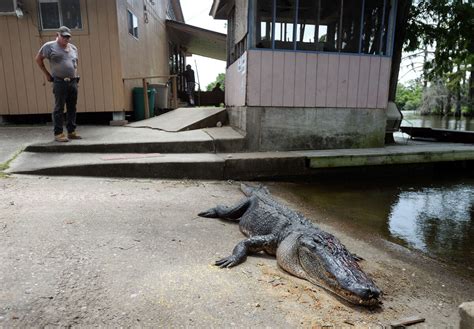 Gator Killed Officials Find Remains Of Man Inside Body