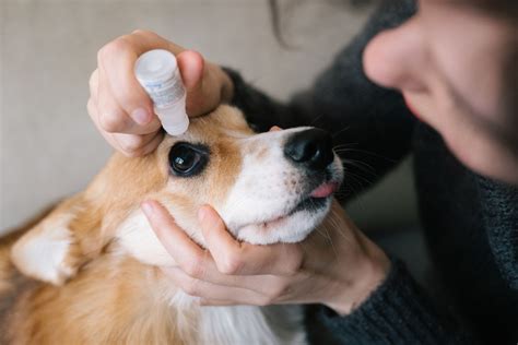 Dog Chapped Lips Treatment