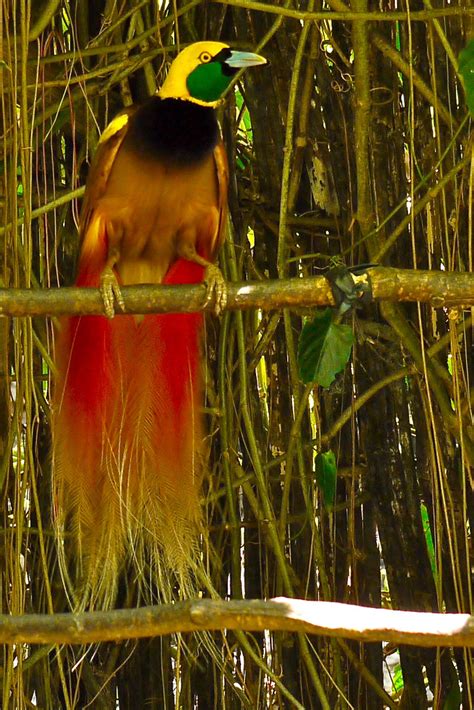 Paradijsvogel Bird Of Paradise Papua New Guinea A Photo On Flickriver