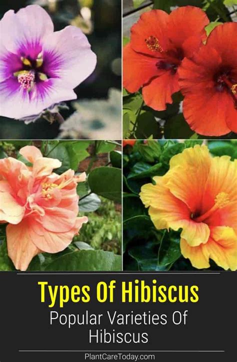 Common Types Of Hibiscus What Are The Different Hibiscus Varieties