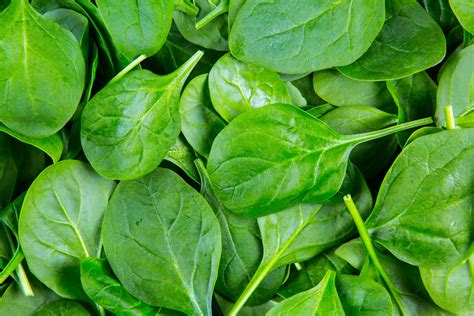 Spinach Leaves Free Stock Photo Public Domain Pictures