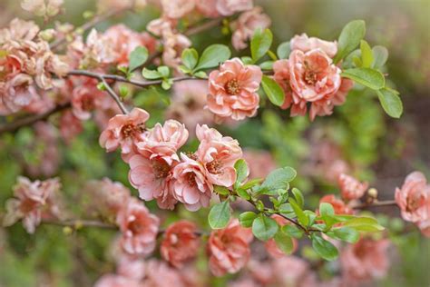 9 Recommended Spring Flowering Trees And Shrubs