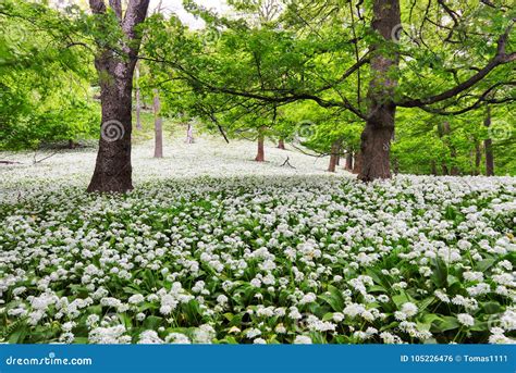 Forest Green Landscape With Tree And White Flowers Stock Photo Image