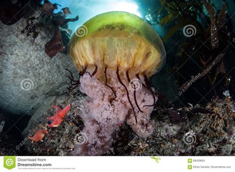 Sea Nettle Jellyfish And Kelp Forest Stock Photo Image