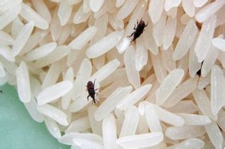7 cara menghilangkan kutu beras dengan mudah. Berita TV Malaysia: 7 Cara Mudah Hilangkan Kutu Beras yang ...